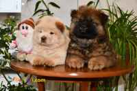 فروش توله چاوچاو مینی