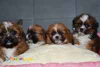 فروش توله شیتزو