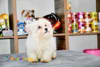 فروش مالتیز ماده