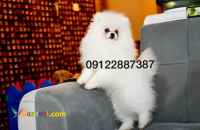 فروش توله پامرانین خرسی سفید وارداتی