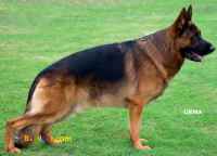 فروش سگ ژرمن شولاین مولد اصیل