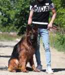 فروش سگ ژرمن شولاین ماده مولد اصیل