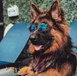 فروش سگ ژرمن شولاین نر مولد اصیل