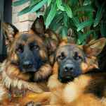 فروش توله ژرمن های شولاین اصیل
