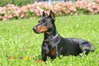 فروش سگ دوبرمن بالغ اصیل