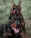 فروش سگ دوبرمن نر مولد اصیل
