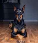 فروش سگ دوبرمن ماده مولد اصیل