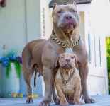 فروش سگ پیتبول نر بالغ