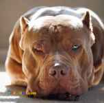 فروش سگ پیتبول ماده بالغ با اصالت