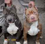 فروش سگ پیتبول نر مولد با اصالت