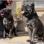 فروش سگ کنکورسو ماده بالغ اصیل