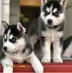 فروش توله هاسکی چشم یخی