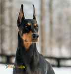 توله دوبرمن های پینچر اصیل 