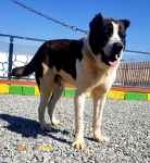 فروش آلابای نر بالغ