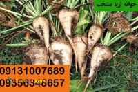 فروش انواع بذر چغندر قند09131007689