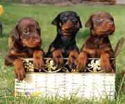 فروش توله دوبرمن بلوطی 