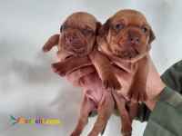 فروش توله پیتبول نر و ماده