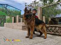 فروش سگهای ژرمن شپرد
