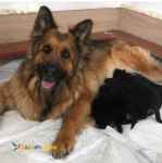 فروش توله ژرمن مو کلاسیک نر و ماده اصیل