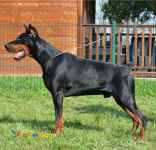 فروش دوبرمن نر و ماده گوش و دم جراحی شده