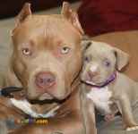فروش توله پیتبول عضلانی