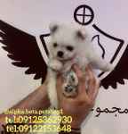 ارائه حیوانات اپارتمانی