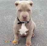 فروش توله پیتبول ۴۵ روزه