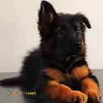 توله ژرمن اصیل و فوق العاده حرفه ایی 