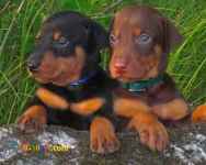 توله دوبرمن اصیل و حرفه ایی 