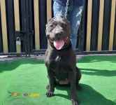 فروش توله پیتبول ۶۰ روزه