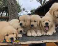 فروش توله گلدن سفید