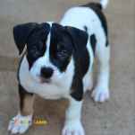 فروش توله پیتبول نر و ماده