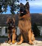 توله سگ ژرمن شپرد با خط خونی بالا