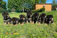 فروش توله ژرمن شولاین