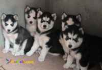 فروش توله هاسکی چشم یخی 