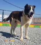 فروش آلابای نر بالغ 