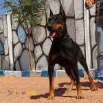 فروش توله دوبرمن اروپایی و امریکایی