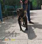 فروش پیت بول - فروش توله پیت بول نر و ماده 