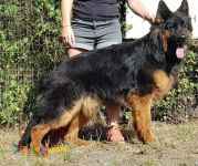  فروش توله سگ ژرمن - توله ژرمن بلک فیس 