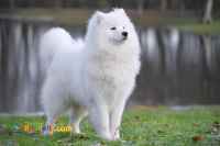 توله سگ های کنجکاو و خیلی تیزهوش سامویید