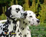 سگ های دالمیشن(101 سگ خالدار)