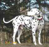 توله سگ های همراه دالمیشن خوش خط و خال