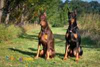 توله دوبرمن مشکی در تیپ های متفاوت