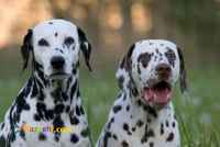 فروش ویژه ی توله سگ های عالی دالمیشن