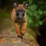 خرید و فروش توله سگ مالینویز ( Belgian Malinois )