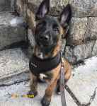 فروش توله مالینویز سگ نگهبان 