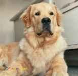 فروش توله گلدن رتریور - فروش سگ گلدن رتریور