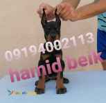 فروش توله دوبرمن اروپایی 50 روزه