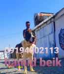 فروش سگ نگهبان بدون عقب گرد