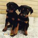 توله سگ های نگهبان و گارد دوبرمن